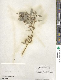 Salix amygdaloides image