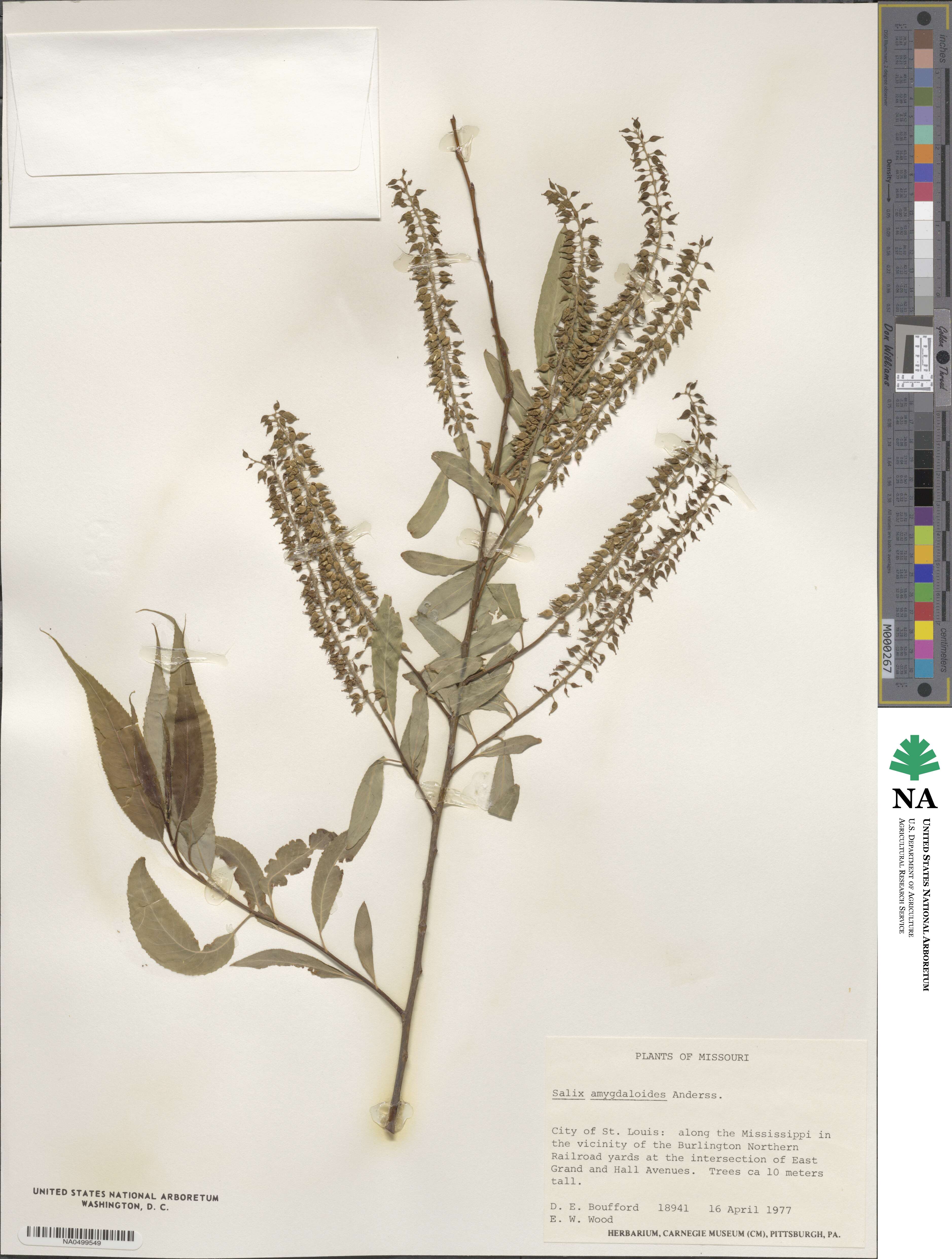Salix amygdaloides image