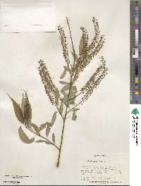 Salix amygdaloides image