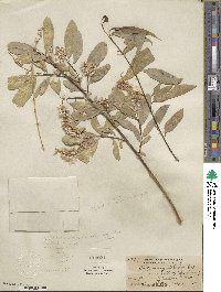 Salix amygdaloides image