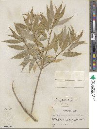 Salix amygdaloides image
