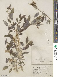 Salix amygdaloides image