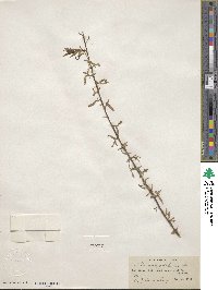 Salix amygdaloides image