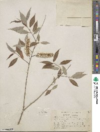 Salix amygdaloides image