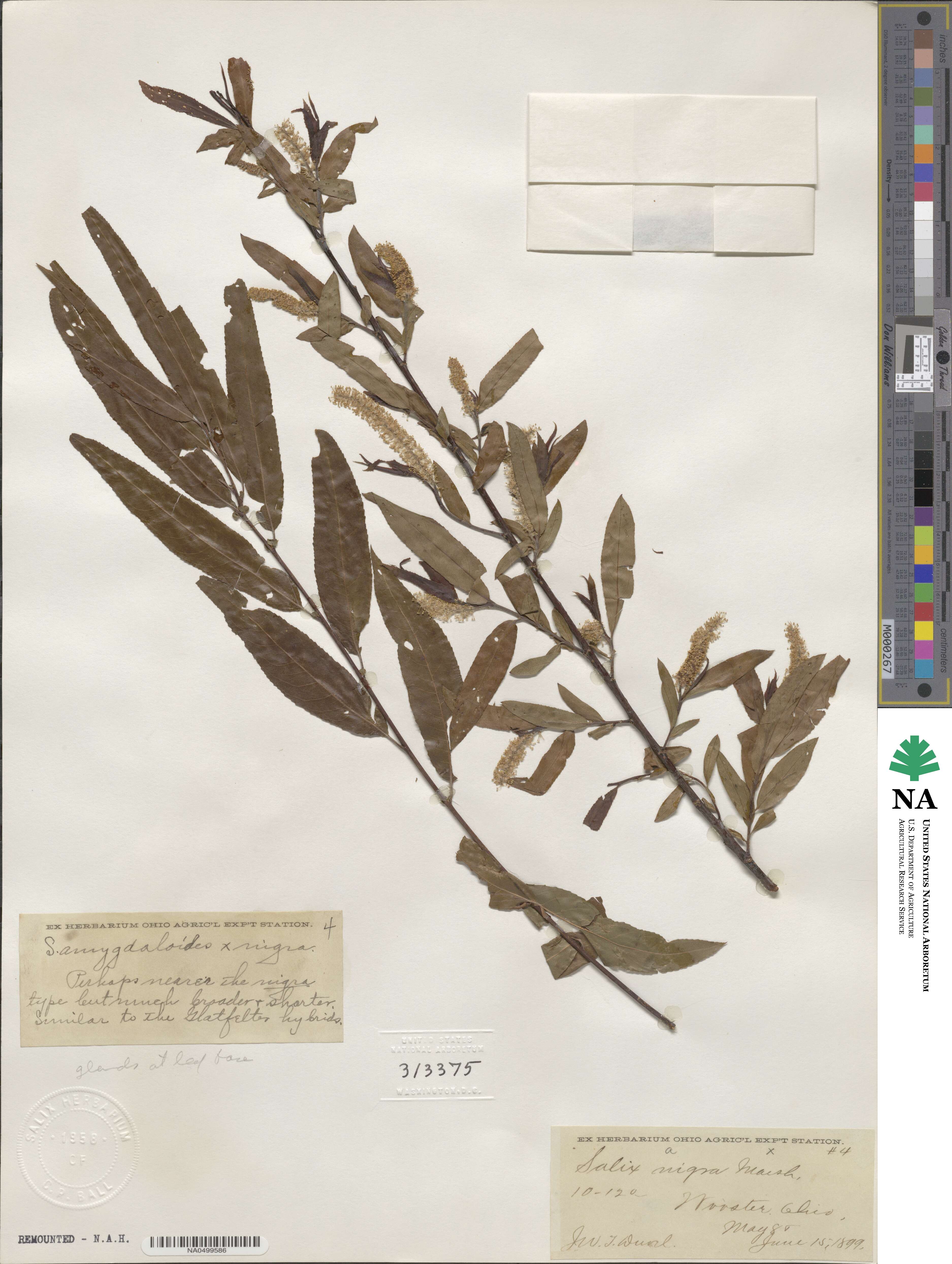 Salix ×glatfelteri image
