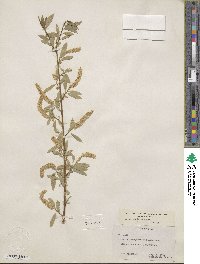 Salix amygdaloides image