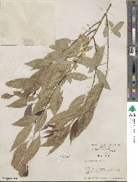 Salix amygdaloides image