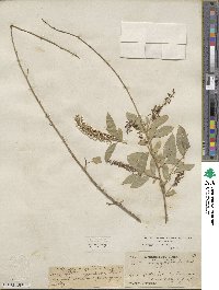 Salix amygdaloides image