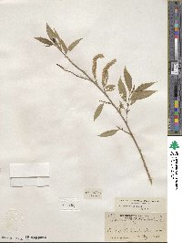 Salix amygdaloides image