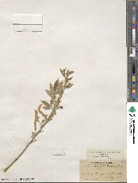 Salix amygdaloides image