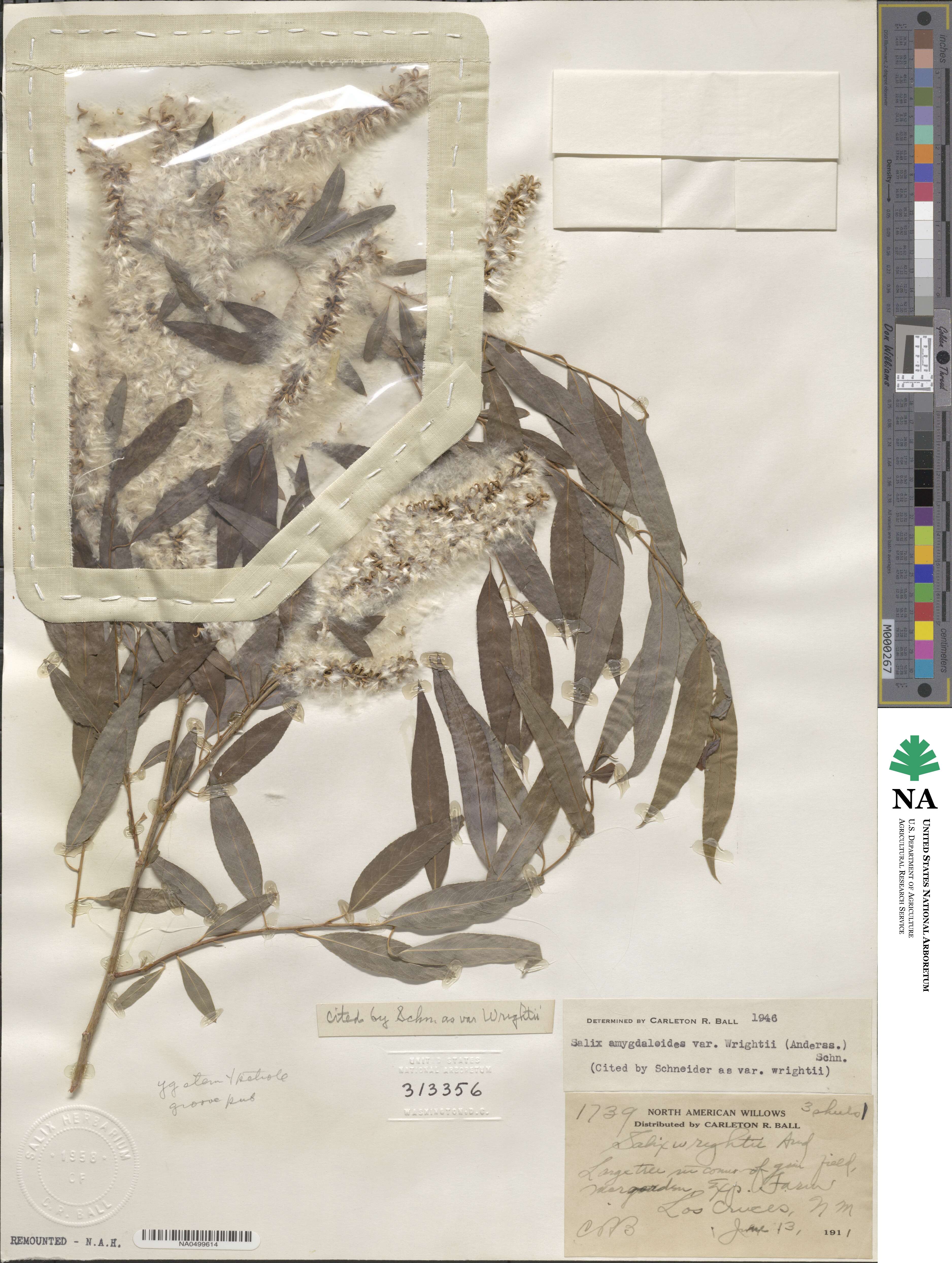Salix ×wrightii image