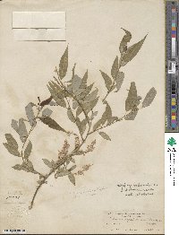 Salix amygdaloides f. pilosiuscula image