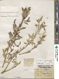 Salix amygdaloides f. pilosiuscula image