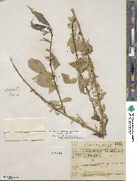 Salix amygdaloides f. pilosiuscula image