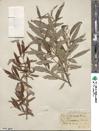 Salix arbusculoides image