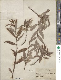 Salix arbusculoides image