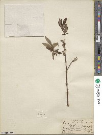 Salix arbusculoides image