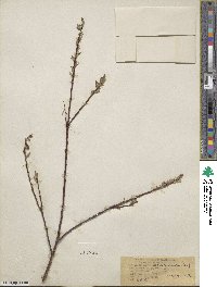 Salix arbusculoides image