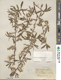 Salix arbusculoides image