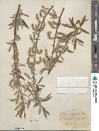 Salix arbusculoides image