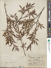 Salix arbusculoides image