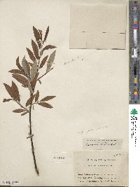 Salix arbusculoides image