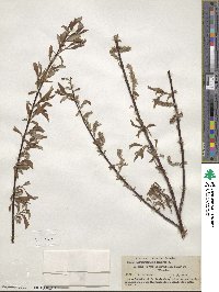 Salix arbusculoides image