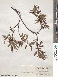 Salix arbusculoides image