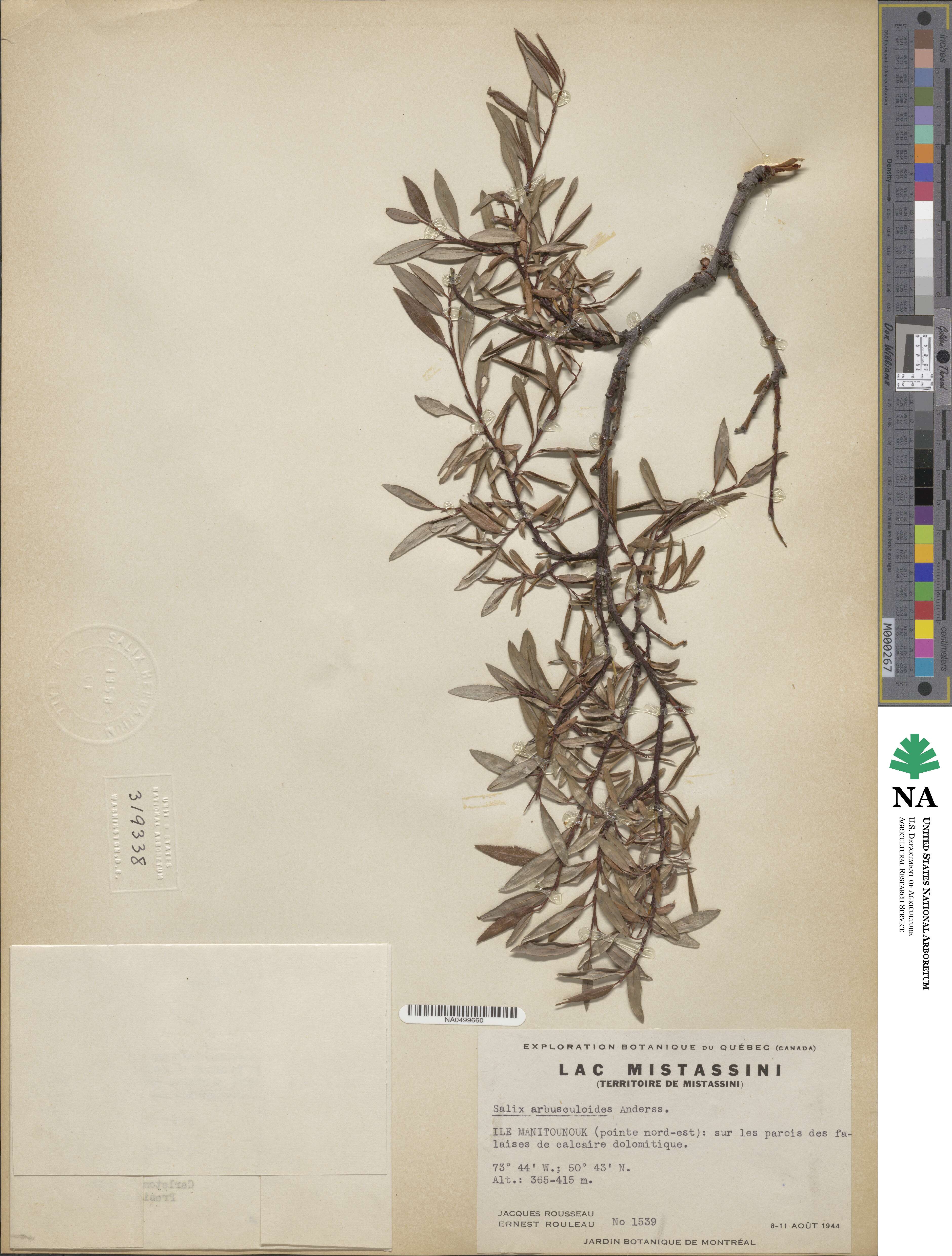 Salix arbusculoides image