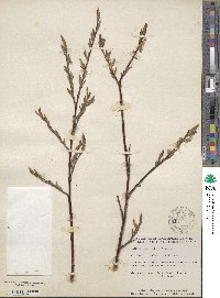 Salix arbusculoides image