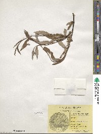 Salix arbusculoides image