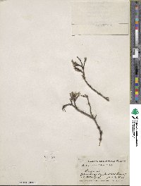 Salix arbusculoides image