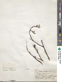 Salix arbusculoides image