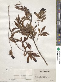 Salix arbusculoides image