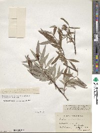 Salix arbusculoides image