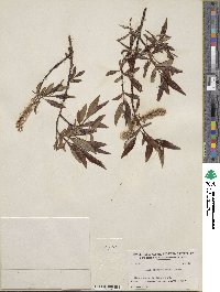 Salix arbusculoides image