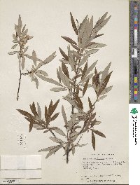 Salix arbusculoides image