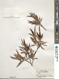 Salix arbusculoides image