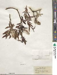 Salix arbusculoides image