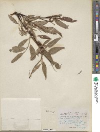 Salix arbusculoides image