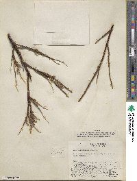 Salix arbusculoides image