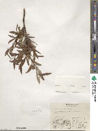 Salix arbusculoides image