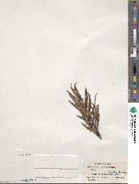 Salix arbusculoides image