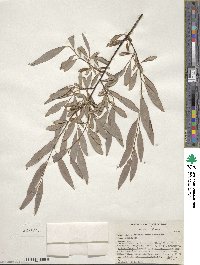 Salix arbusculoides image