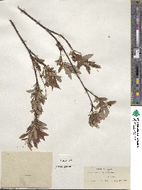 Salix arbusculoides image