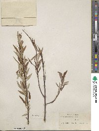 Salix arbusculoides image