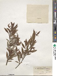 Salix arbusculoides image