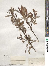 Salix arbusculoides image