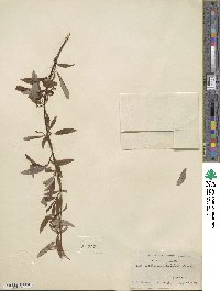 Salix arbusculoides image