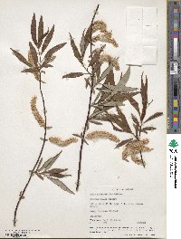 Salix arbusculoides image